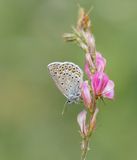 Alpensaffierblauwtje / Alpine Zephyr Blue