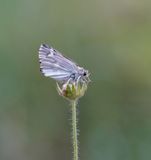 Andoorndikkopje / Marbled Skipper