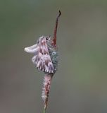 Andoorndikkopje / Marbled Skipper