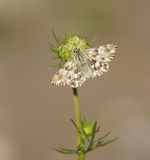 Andoorndikkopje / Marbled Skipper