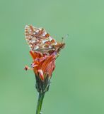 Bergparelmoervlinder / Mountain Fritillary