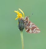 Bergparelmoervlinder / Mountain Fritillary