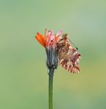 Bergparelmoervlinder / Mountain Fritillary