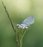 Getand Blauwtje / Meleagers Blue