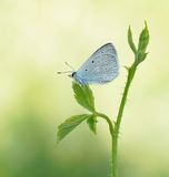 Getand Blauwtje / Meleagers Blue
