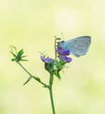 Getand Blauwtje / Meleagers Blue