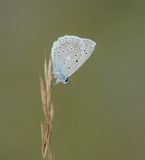 Getand Blauwtje / Meleagers Blue
