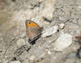 Grauw Zandoogje / Dusky Meadow Brown