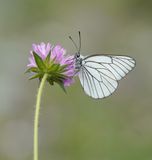 Groot Geaderd Witje / Black-veined White