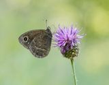 Groot Saterzandoog / Great Sooty Satyr