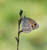 Groot Saterzandoog / Great Sooty Satyr