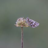 Groot Spikkeldikkopje / Large Grizzled Skipper