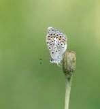 Groot Tragantblauwtje / Eschers Blue