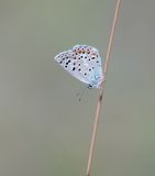 Groot Tragantblauwtje / Eschers Blue