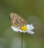 Grote Parelmoervlinder / Dark Green Fritillary