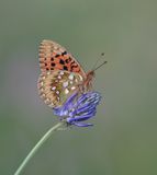 Grote Parelmoervlinder / Dark Green Fritillary