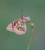 Grote Parelmoervlinder / Dark Green Fritillary