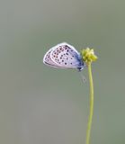Heideblauwtje / Silver-studded Blue