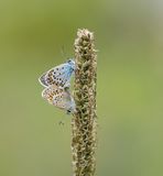Heideblauwtje / Silver-studded Blue