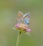Heideblauwtje / Silver-studded Blue