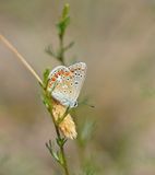 Icarusblauwtje / Common Blue