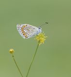 Icarusblauwtje / Common Blue