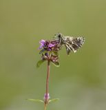 Kalkgraslanddikkopje / Red Underwing Skipper