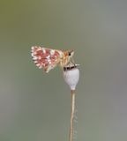 Kalkgraslanddikkopje / Red Underwing Skipper