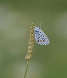 Klein Tijmblauwtje / Baton Blue