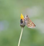 Kommavlinder / Silver-spotted Skipper
