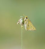 Kommavlinder / Silver-spotted Skipper