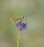 Kommavlinder / Silver-spotted Skipper