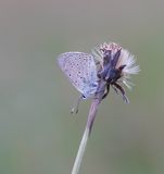 Rode Vuurvlinder f.eurydame / Purple-edged Copper f.eurydame