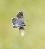 Tijmblauwtje / Large Blue