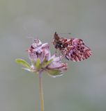 Titanias Parelmoervlinder / Titanias Fritillary