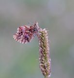 Titanias Parelmoervlinder / Titanias Fritillary