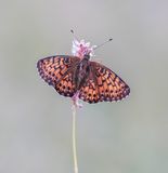 Titanias Parelmoervlinder / Titanias Fritillary