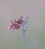 Titanias Parelmoervlinder / Titanias Fritillary