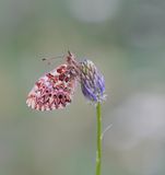 Titanias Parelmoervlinder / Titanias Fritillary