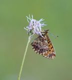 Titanias Parelmoervlinder / Titanias Fritillary
