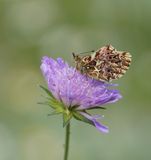 Titanias Parelmoervlinder / Titanias Fritillary