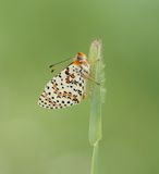 Tweekleurige Parelmoervlinder / Spotted Fritillary