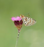 Tweekleurige Parelmoervlinder / Spotted Fritillary