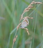 Vals Heideblauwtje / Idas Blue