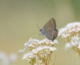 Wegedoornpage / Blue Spot Hairstreak