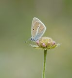 Witstreepblauwtje / Damon Blue