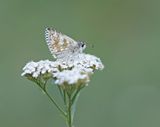 Witgezoomd Spikkeldikkopje / Safflower Skipper