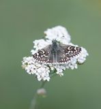 Witgezoomd Spikkeldikkopje / Safflower Skipper