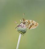 Woudparelmoervlinder / False Heath Fritillary