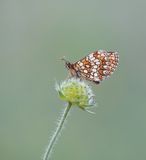 Zuidelijke Bosparelmoervlinder / Southern Heath Fritillary